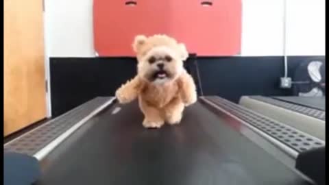 Cute fluffy Dog starts training with treadmill _ Adorable dogs training videos