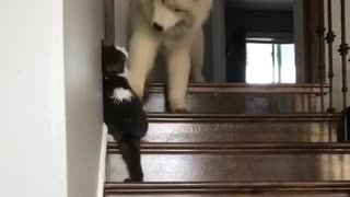 Big white dog plays with cat