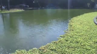 The science museum lake is very beautiful, there are fish living in it [Nature & Animals]