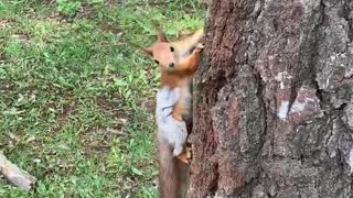squirrel running in a tree