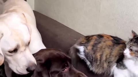Cutest Ragdoll kitten playing with cavalier doggy