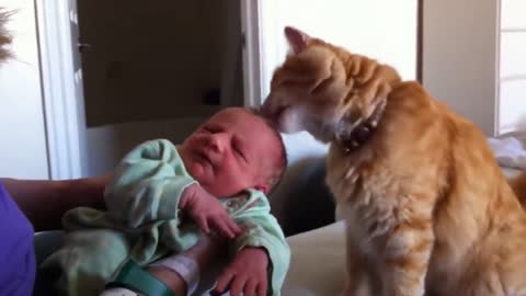 Cats Meeting Babies for the FIRST Time [NEW] Compilation