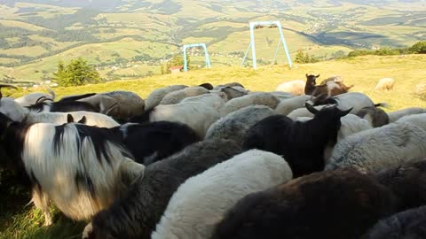 Flock of sheep in mountain