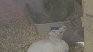 My new bunnies