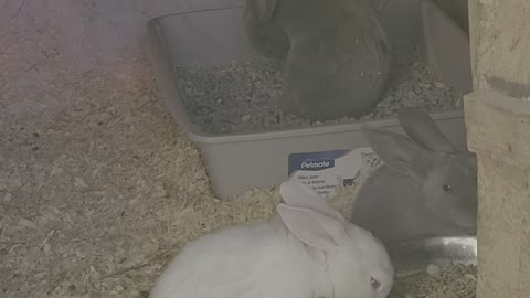 My new bunnies