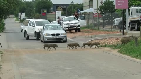 Warthog parents stop traffic while leading their babies across the road