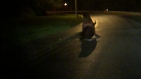Sea Lion In The Street