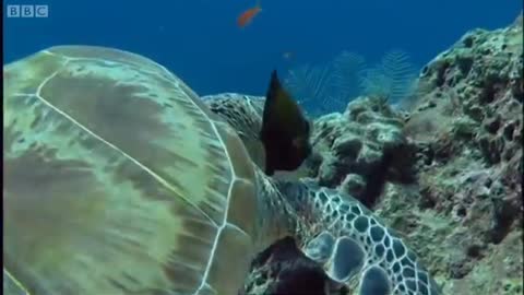 Turtle Spa! | Turtle's Guide to the Pacific | BBC Earth