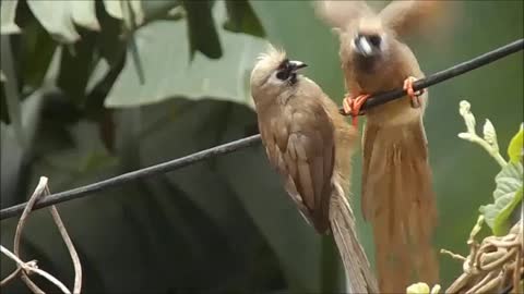 Playing birds-Birds-Birds flying-Beautiful birds- birds flying