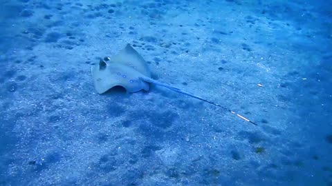 Stingrays flap their fins to find food buried in the sand