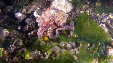 Octopus Walking Underneath the Sea