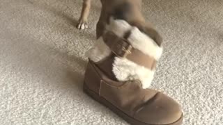 Small dog chews on owners fur boot