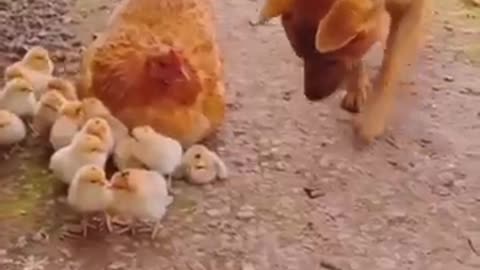 Hen and dog funny video...