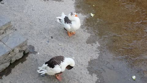 cute ducks wash and play Ducks raised brought up