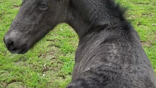 Sweet 2-day-old foal loves his back scratches