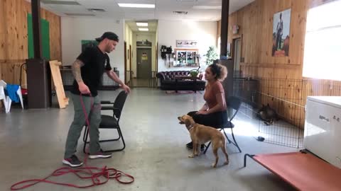 Leash Reactive Dog training - Dogs reaction