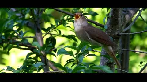 Birds songs, beautyfull songs of birds