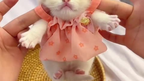 Funny Cute Cats