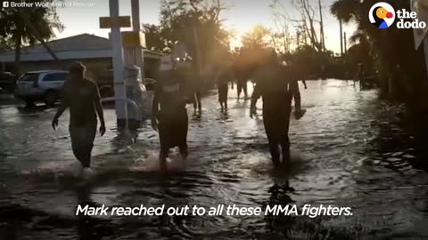 MMA Fighters Rescue 9 Goats From Hurricane Floods | The Dodo