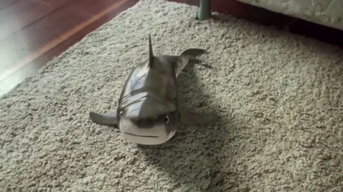 Happy Cutest Baby Shark | Shark Funny | Shark Cute Baby | Animals Reaction 2021