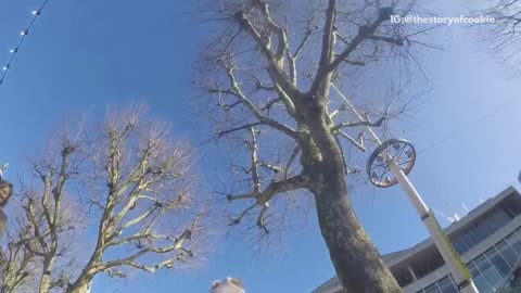 Fluffy grey dog with go pro on back