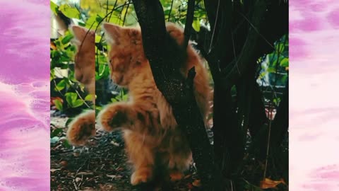 Cute cat cat playing