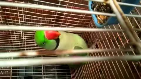 All Parrots Amazing Video