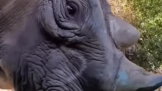 Rhino Loves Watermelon 🍉