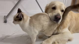 Funny Cat vs Cute Golden Retriever Dog