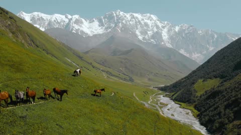 Horses grazing in a scenic pasture