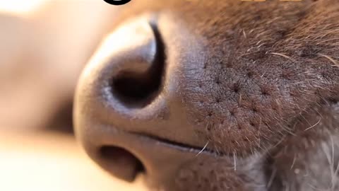 Dog 🐕 video | Cartoon animals 😇 | #animals | #shorts