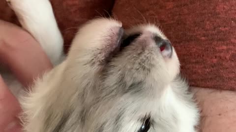 Cute Puppy Learning How to Howl