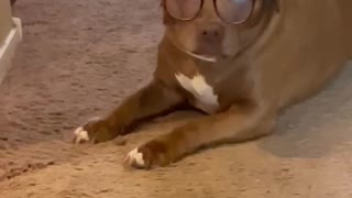 Silly sophisticated Dog