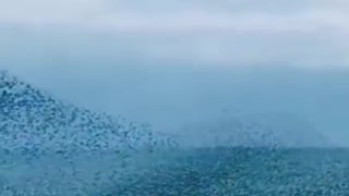 Seabirds fly into large flocks to catch fish