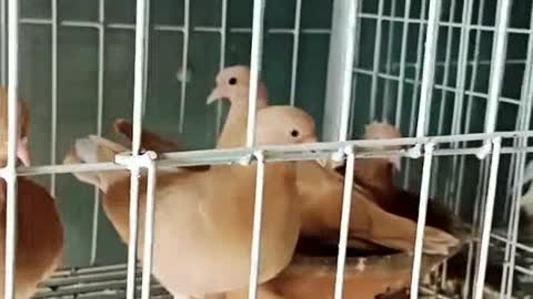 The condition of the pigeon inside the cage is like that of a porcupine.