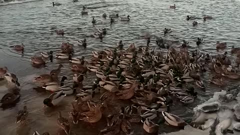 Many ducks