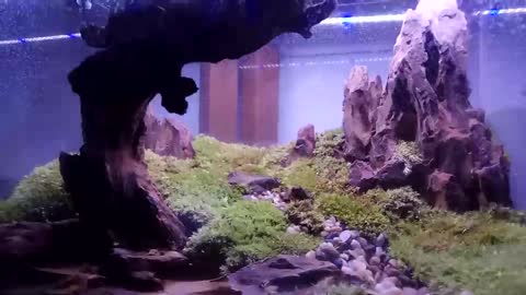 Landscape works in fish tanks（7）