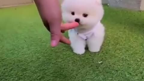 Cute Baby Dog Playing Date