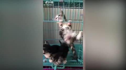 Cute cat funny video