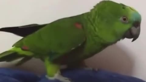 parrot singing Beyoncé song😍