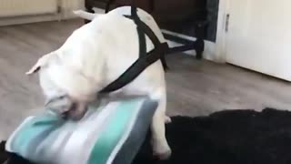 Naughty Bulldog destroyes expensive pillow