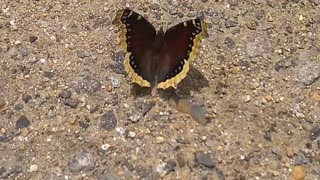 Mourning Cloak Butterfly