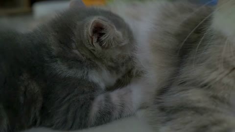 Slow motion of Scottish fold mother cat feeding her kitten