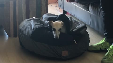 Doggo Curls up in Bed With Built-in Blanket