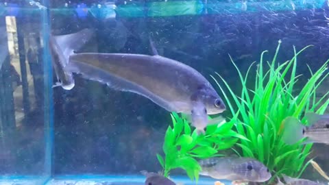 Awesome Knife fish in local aquarium store