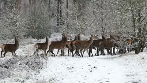 Walk Through the Forest for Relaxation and Rejuvenation