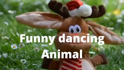 Funny Animal Dancing to the Nice Music Tune