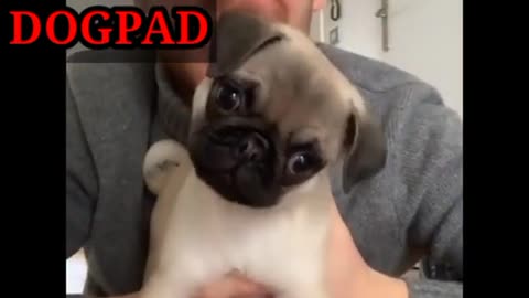 funny dog videos