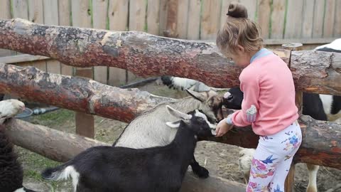 Cute baby girl feeding sheep and goat from her hands