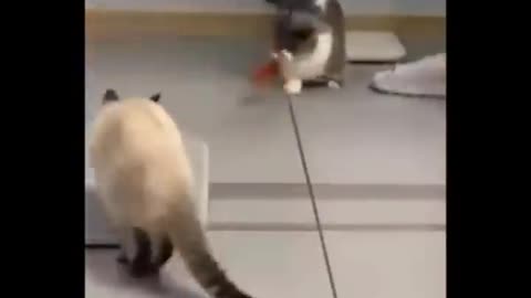 Funniest Cats 😹 scared of cucumber 😂 - Funny Cats Life